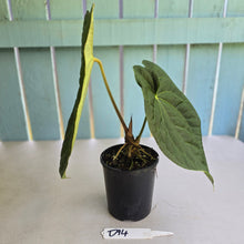 Load image into Gallery viewer, #D94 Large Anthurium Luxurians x