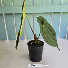 Load image into Gallery viewer, #D94 Large Anthurium Luxurians x