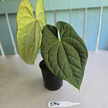 Load image into Gallery viewer, #D94 Large Anthurium Luxurians x