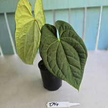 Load image into Gallery viewer, #D94 Large Anthurium Luxurians x