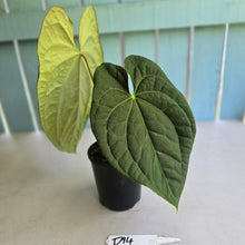 Load image into Gallery viewer, #D94 Large Anthurium Luxurians x