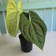 Load image into Gallery viewer, #D94 Large Anthurium Luxurians x