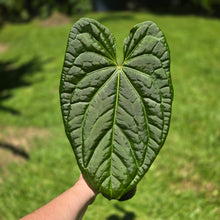 Load image into Gallery viewer, #D94 Large Anthurium Luxurians x