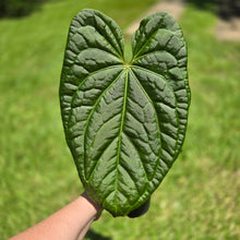 Load image into Gallery viewer, #D94 Large Anthurium Luxurians x