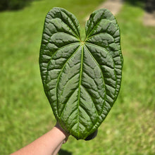 Load image into Gallery viewer, #D94 Large Anthurium Luxurians x