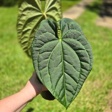 Load image into Gallery viewer, #D94 Large Anthurium Luxurians x
