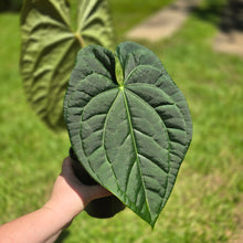 Load image into Gallery viewer, #D94 Large Anthurium Luxurians x