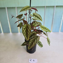 Load image into Gallery viewer, #R11 Cissus Discolor