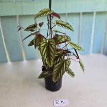 Load image into Gallery viewer, #R11 Cissus Discolor