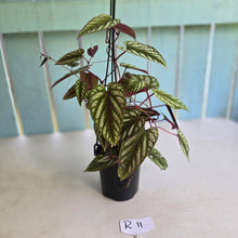 Load image into Gallery viewer, #R11 Cissus Discolor