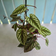Load image into Gallery viewer, #R11 Cissus Discolor