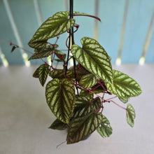 Load image into Gallery viewer, #R11 Cissus Discolor