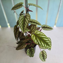 Load image into Gallery viewer, #R11 Cissus Discolor