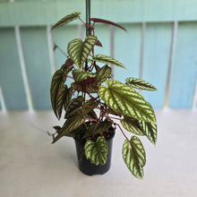 Load image into Gallery viewer, #R11 Cissus Discolor