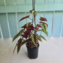 Load image into Gallery viewer, #R11 Cissus Discolor