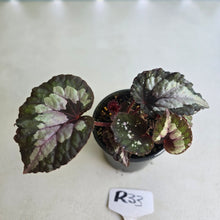 Load image into Gallery viewer, #R33 Begonia Unknown