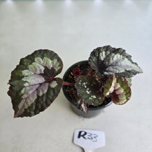 Load image into Gallery viewer, #R33 Begonia Unknown