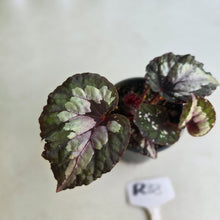 Load image into Gallery viewer, #R33 Begonia Unknown