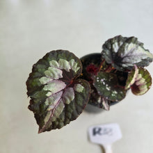 Load image into Gallery viewer, #R33 Begonia Unknown