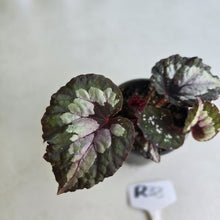 Load image into Gallery viewer, #R33 Begonia Unknown