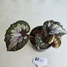 Load image into Gallery viewer, #R33 Begonia Unknown