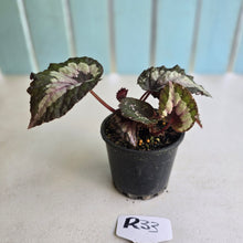 Load image into Gallery viewer, #R33 Begonia Unknown