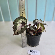 Load image into Gallery viewer, #R33 Begonia Unknown