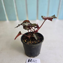 Load image into Gallery viewer, #R33 Begonia Unknown