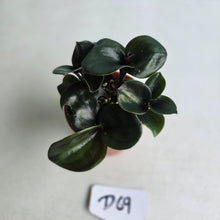 Load image into Gallery viewer, #D69 Geogenanthus Ciliatus