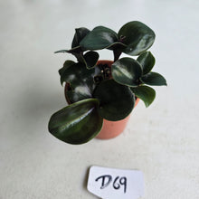 Load image into Gallery viewer, #D69 Geogenanthus Ciliatus