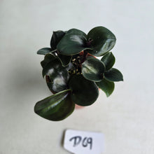 Load image into Gallery viewer, #D69 Geogenanthus Ciliatus