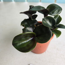 Load image into Gallery viewer, #D69 Geogenanthus Ciliatus