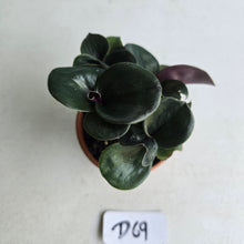 Load image into Gallery viewer, #D69 Geogenanthus Ciliatus