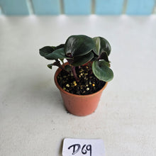 Load image into Gallery viewer, #D69 Geogenanthus Ciliatus