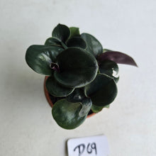 Load image into Gallery viewer, #D69 Geogenanthus Ciliatus