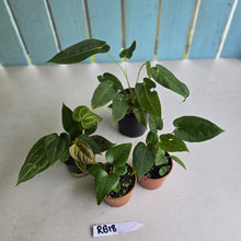 Load image into Gallery viewer, #RB18 Anthurium Pack - 4 x Plants