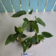 Load image into Gallery viewer, #RB18 Anthurium Pack - 4 x Plants