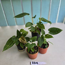 Load image into Gallery viewer, #RB18 Anthurium Pack - 4 x Plants