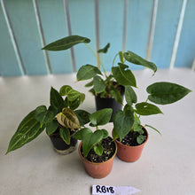 Load image into Gallery viewer, #RB18 Anthurium Pack - 4 x Plants