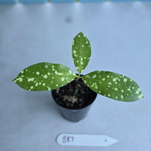 Load image into Gallery viewer, #B87 Amorphophallus Lacourii