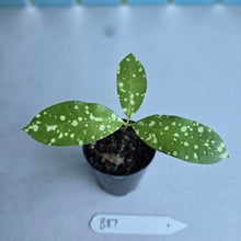 Load image into Gallery viewer, #B87 Amorphophallus Lacourii