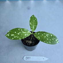 Load image into Gallery viewer, #B87 Amorphophallus Lacourii