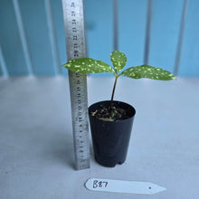 Load image into Gallery viewer, #B87 Amorphophallus Lacourii