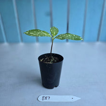 Load image into Gallery viewer, #B87 Amorphophallus Lacourii