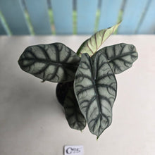 Load image into Gallery viewer, #G25 Alocasia Silver Dragon