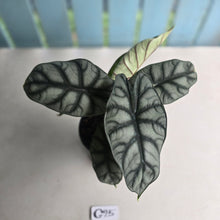 Load image into Gallery viewer, #G25 Alocasia Silver Dragon