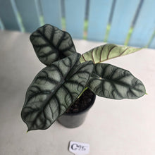 Load image into Gallery viewer, #G25 Alocasia Silver Dragon
