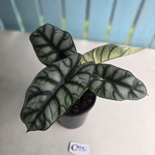Load image into Gallery viewer, #G25 Alocasia Silver Dragon