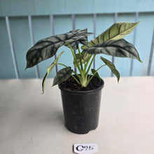 Load image into Gallery viewer, #G25 Alocasia Silver Dragon