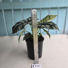 Load image into Gallery viewer, #G25 Alocasia Silver Dragon